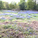 Coombe Hill Bluebells 2022