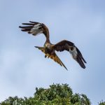 Red Kite Take Off